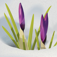 How to Illustrate Crocus Flowers in the Snow